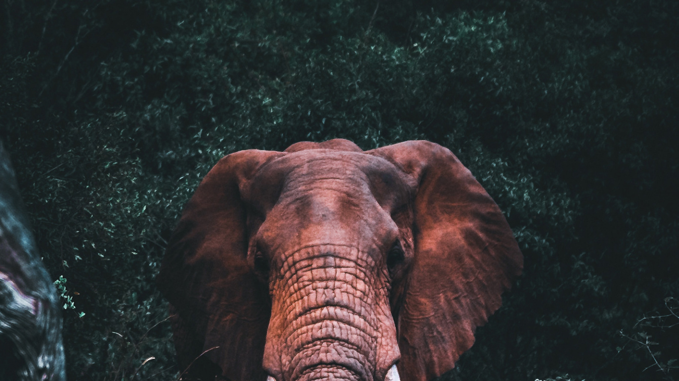 Afrikanische Elefanten, Indische Elefanten, Auge, Menschlichen Körper, Elefanten Und Mammuts. Wallpaper in 1366x768 Resolution