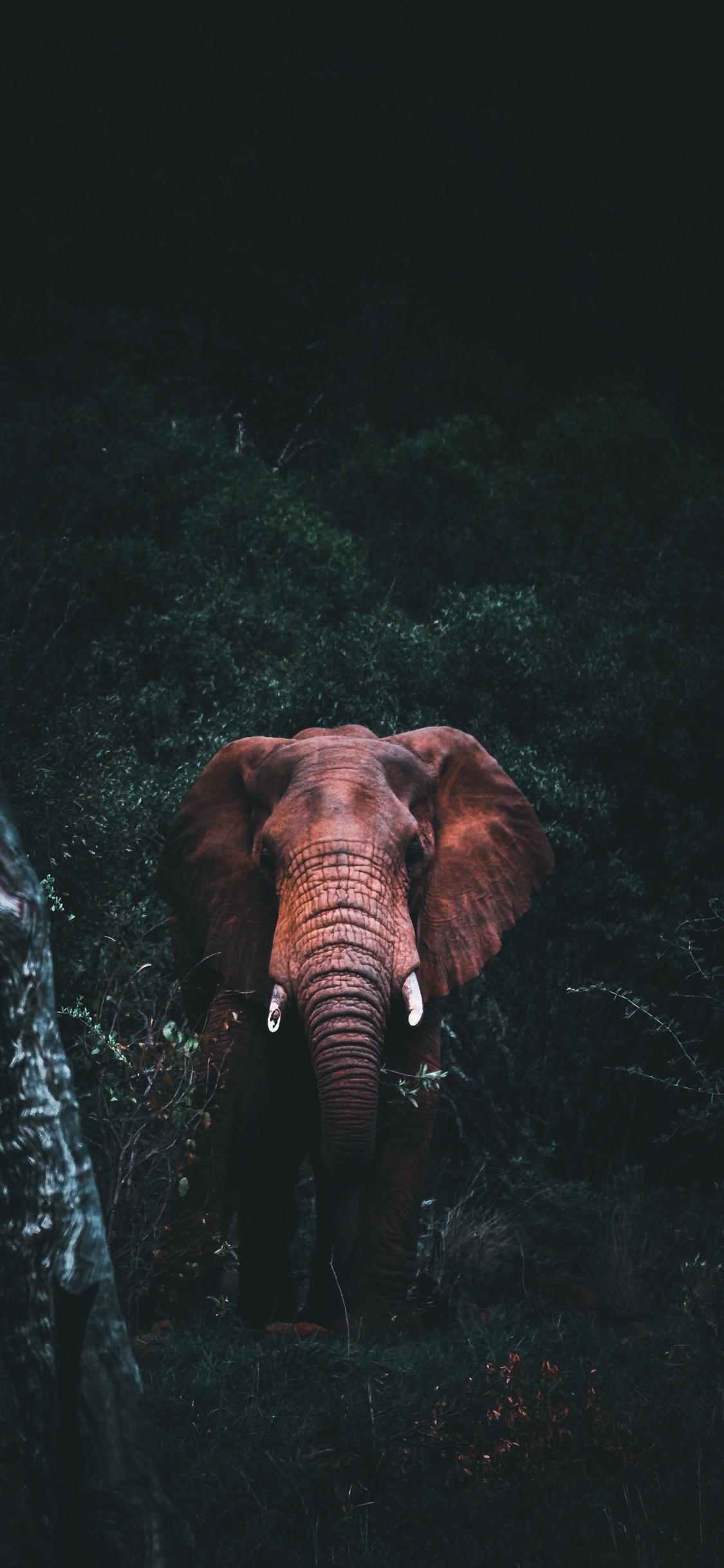 el Elefante Africano, Elefantes Africanos, Elefante Indio, Cuerpo Humano, Los Elefantes y Mamuts. Wallpaper in 1125x2436 Resolution