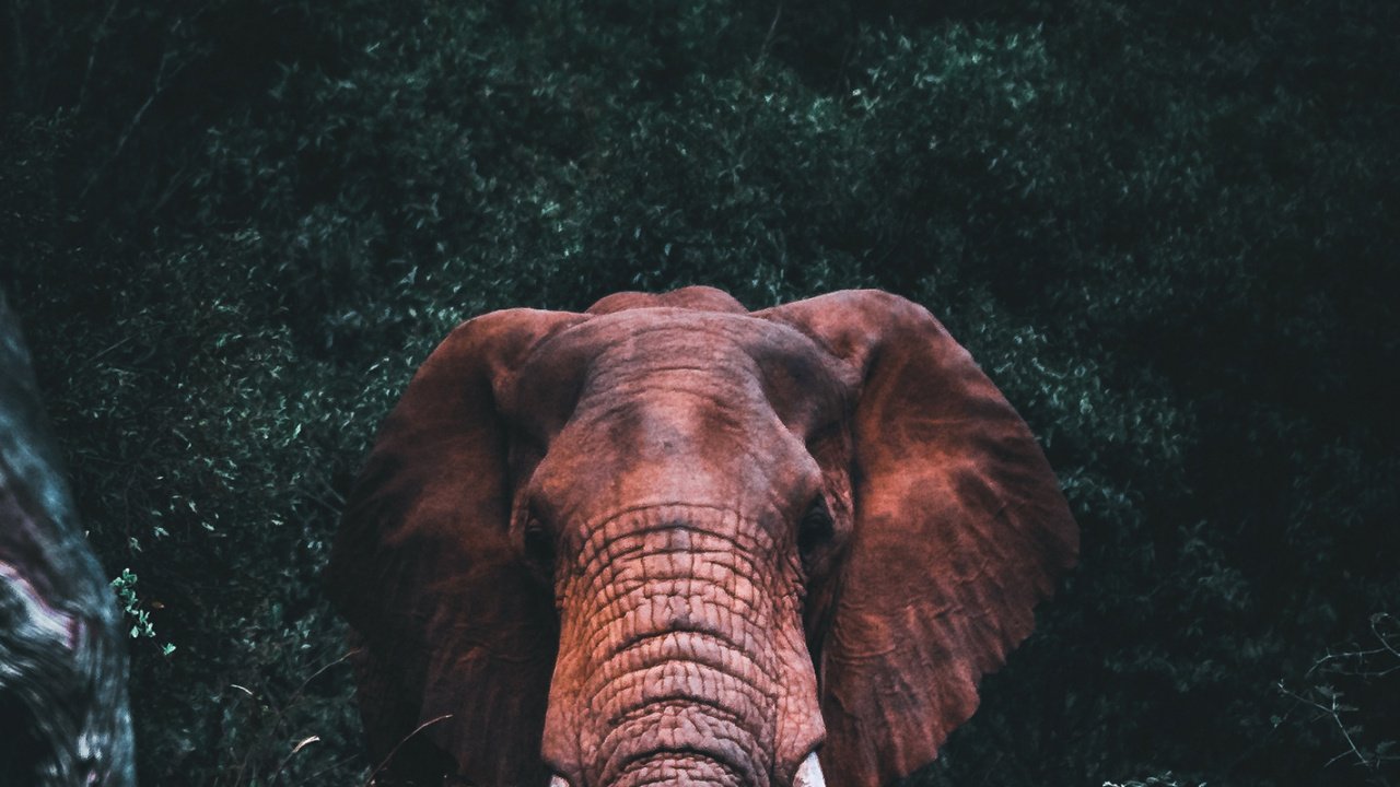 el Elefante Africano, Elefantes Africanos, Elefante Indio, Cuerpo Humano, Los Elefantes y Mamuts. Wallpaper in 1280x720 Resolution