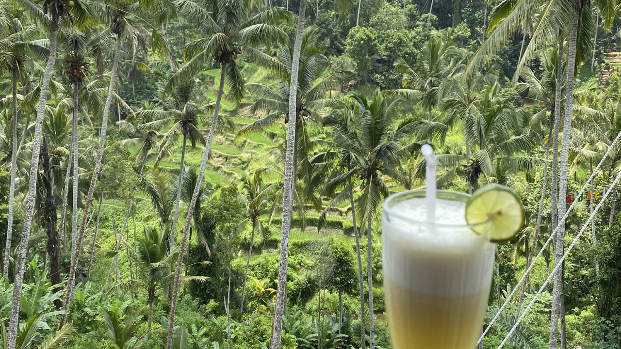 Coconut, Water, Palm Trees, Science, Biology. Wallpaper in 1280x720 Resolution