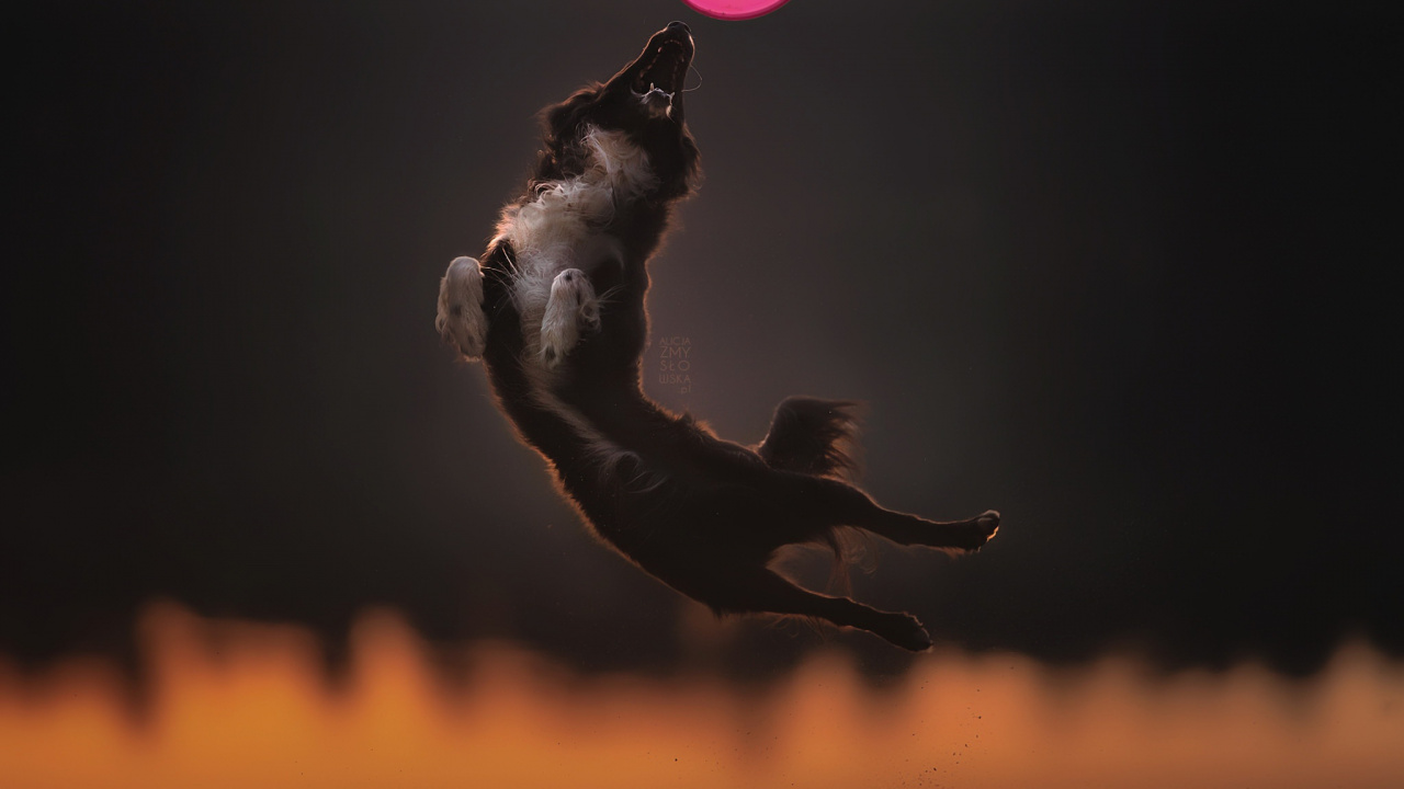 Die Atmosphäre Der Erde, Erde, Nacht, Atmosphäre, Wirbeltier. Wallpaper in 1280x720 Resolution