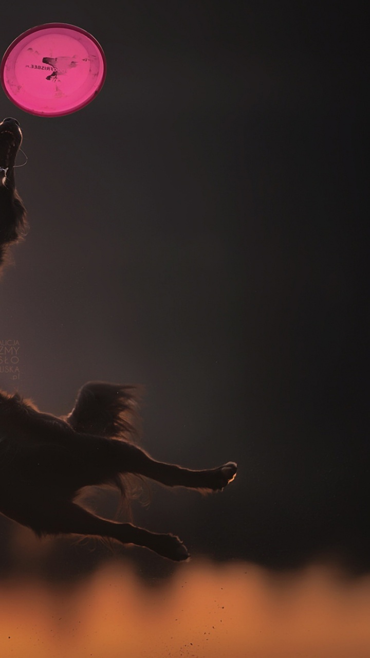 Die Atmosphäre Der Erde, Erde, Nacht, Atmosphäre, Wirbeltier. Wallpaper in 720x1280 Resolution