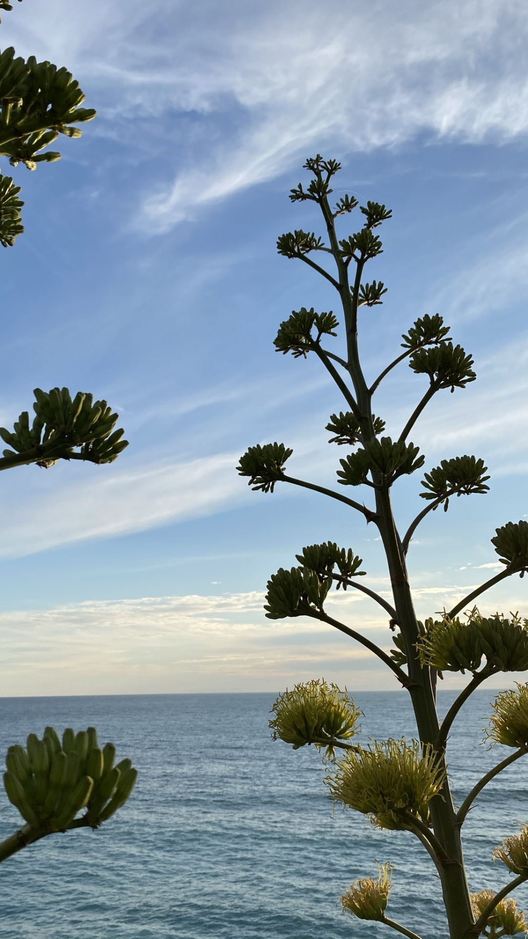 Cloud, Water, Nature, Botany, Branch. Wallpaper in 1080x1920 Resolution