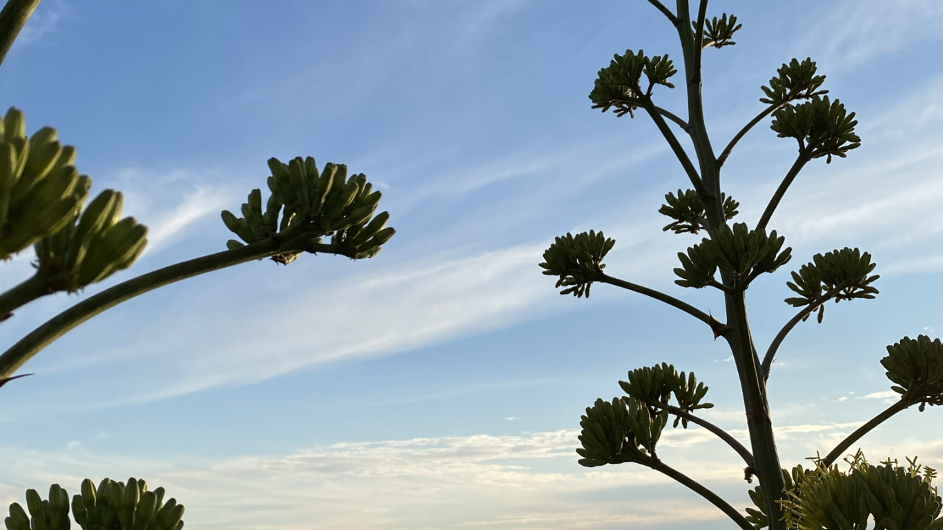 性质, 陆地上的植物, 植被, 自然景观 壁纸 1366x768 允许