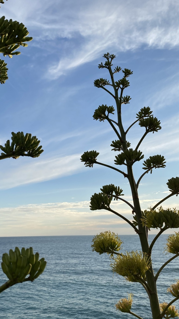 性质, 陆地上的植物, 植被, 自然景观 壁纸 720x1280 允许
