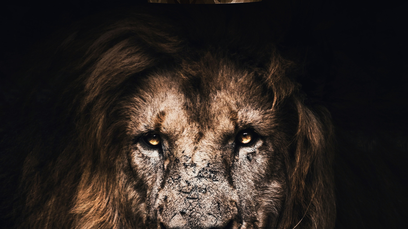 Leones, Calcomanía de Arte, Carnívoro, Felidae, Grandes Felinos. Wallpaper in 1366x768 Resolution