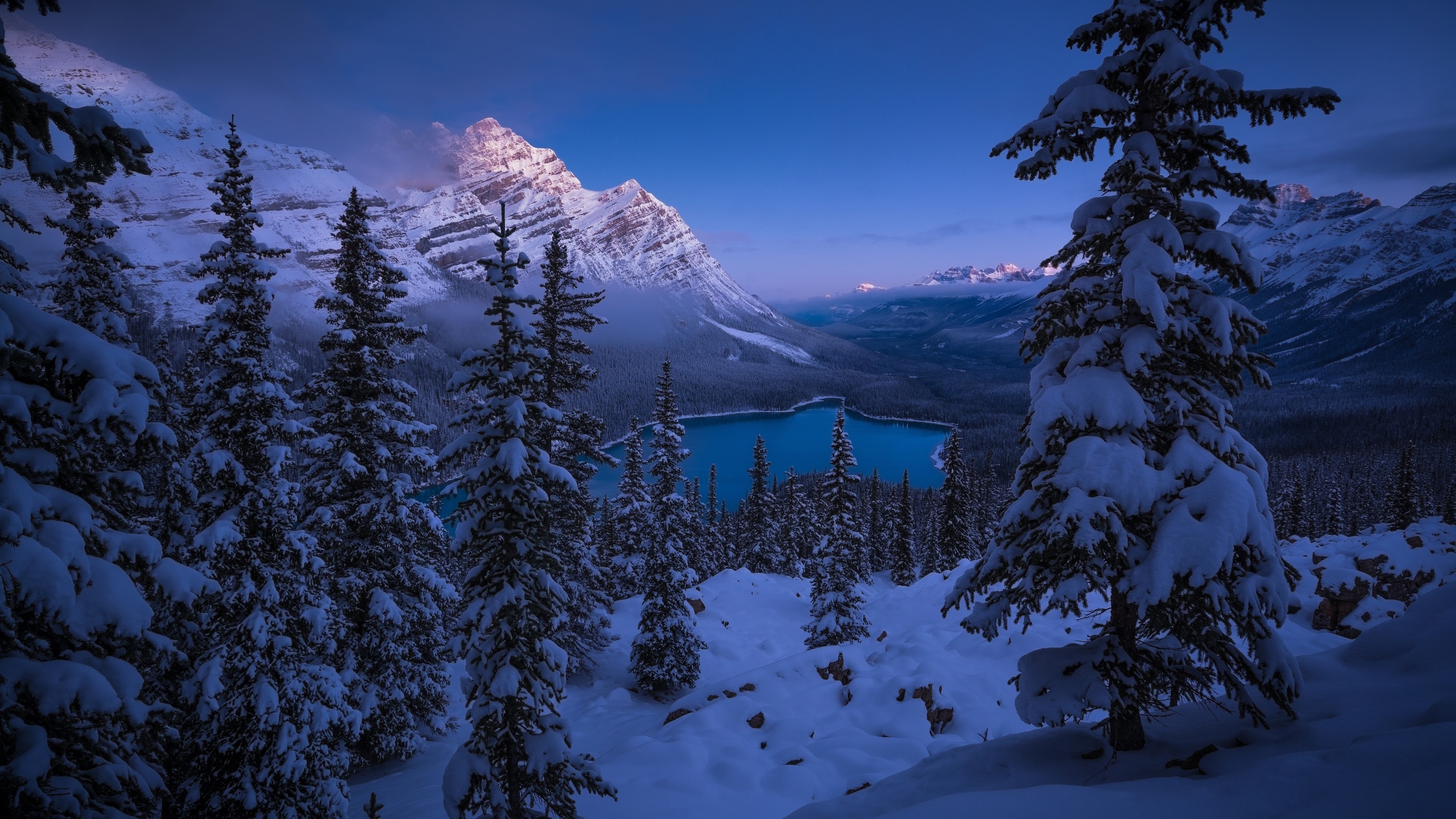 Snow Covered Pine Trees and Mountains During Daytime. Wallpaper in 2560x1440 Resolution