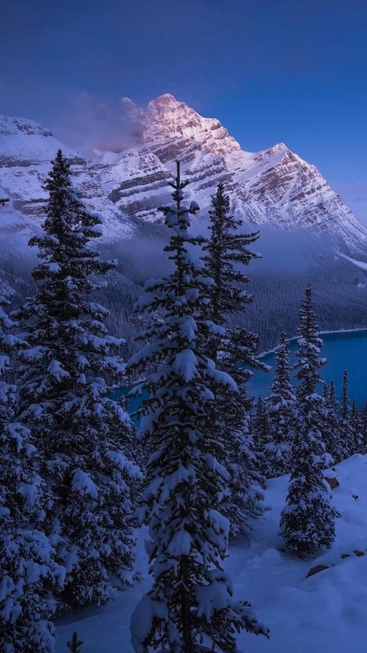 Snow Covered Pine Trees and Mountains During Daytime. Wallpaper in 720x1280 Resolution