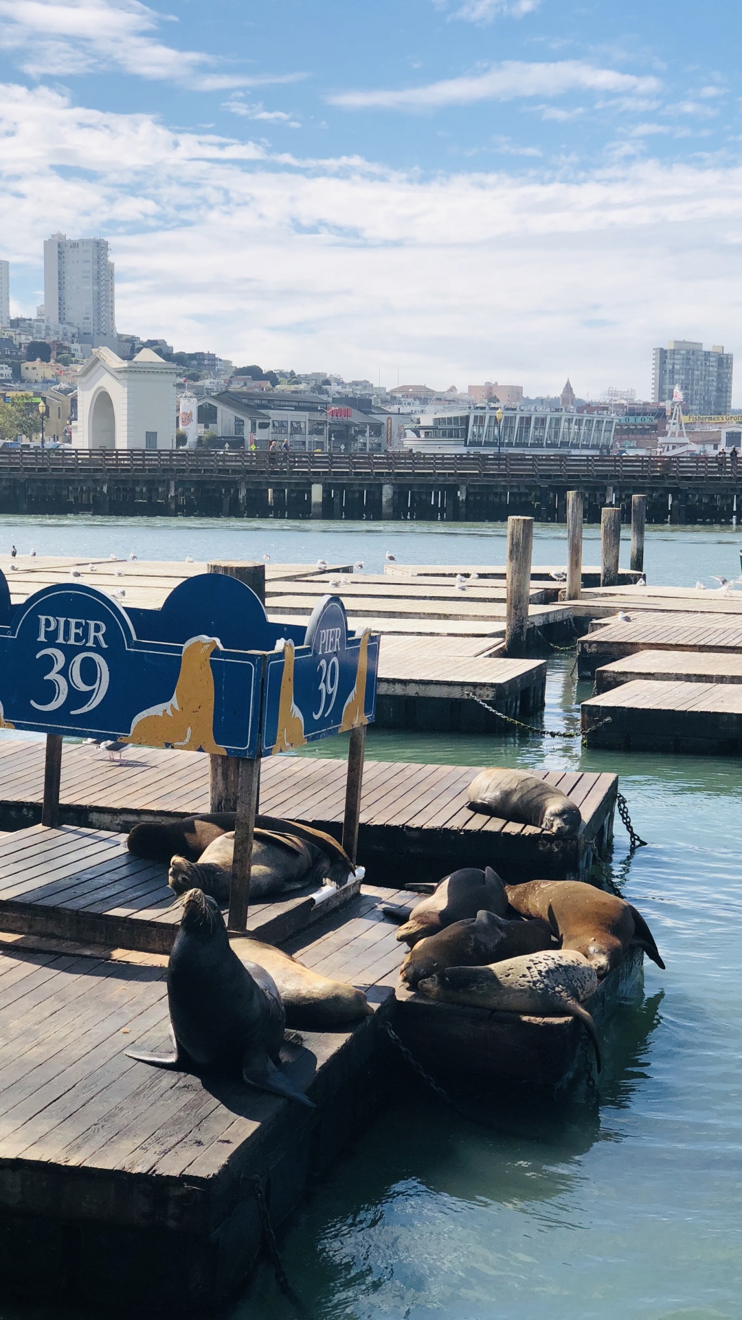 Muelle, San Francisco, Muelle 39, Barco, Turismo. Wallpaper in 1080x1920 Resolution