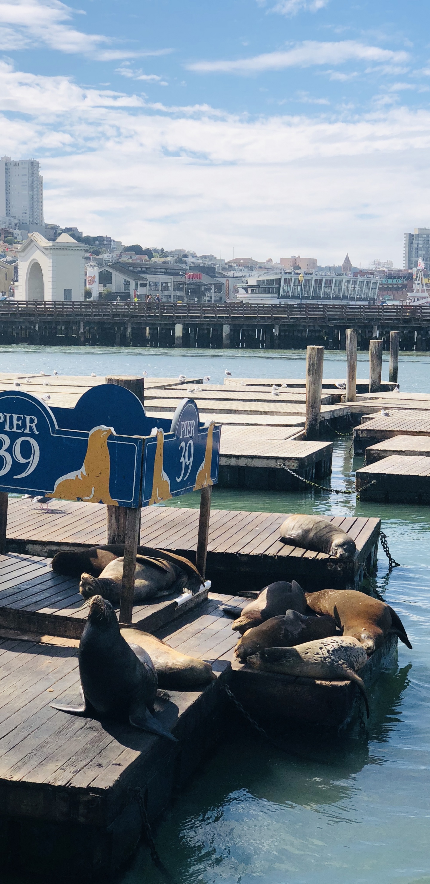 Muelle, San Francisco, Muelle 39, Barco, Turismo. Wallpaper in 1440x2960 Resolution