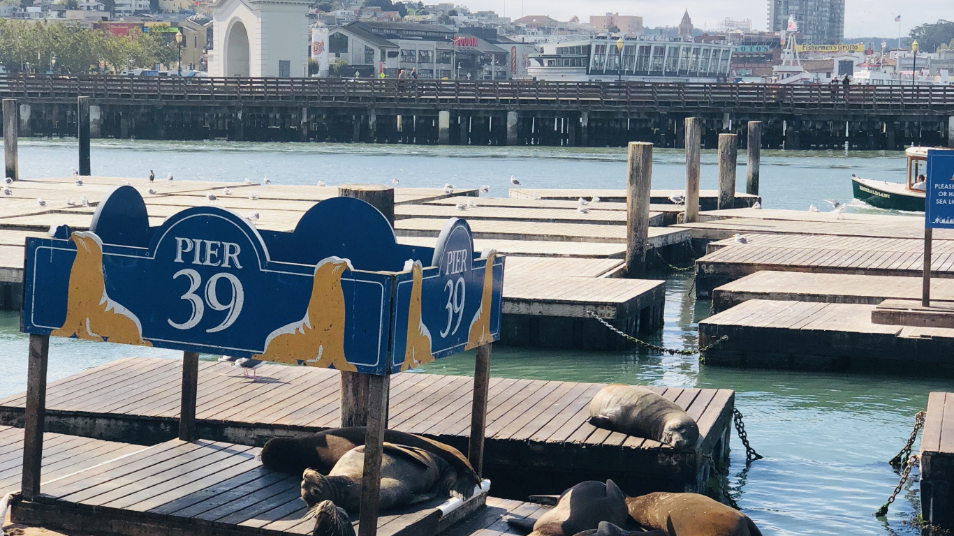 Pier, San Francisco, Jetée 39, Bateau, Tourisme. Wallpaper in 1366x768 Resolution