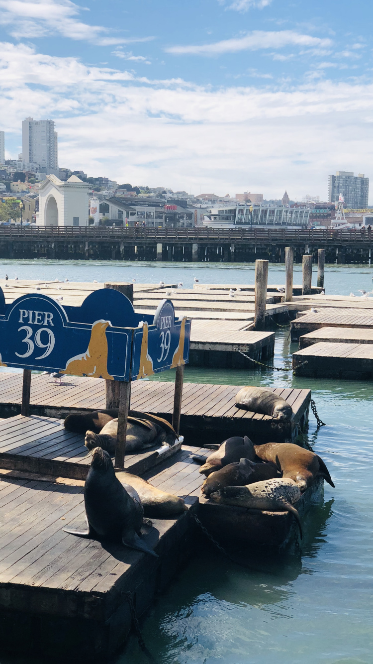 Pier, San Francisco, Pier 39, Boot, Tourismus. Wallpaper in 750x1334 Resolution