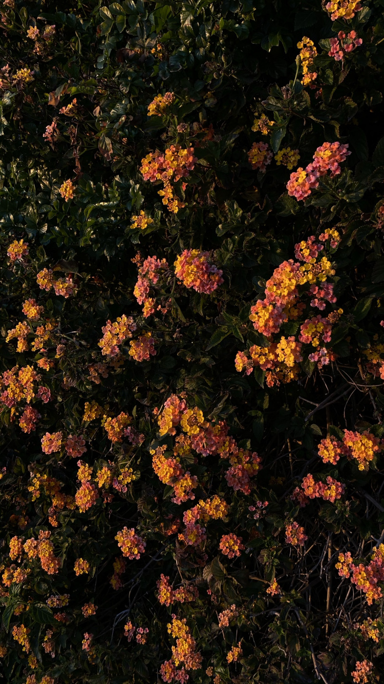 la Floración de la Planta, Biología, la Física, Ciencia, la Cubierta Vegetal. Wallpaper in 750x1334 Resolution