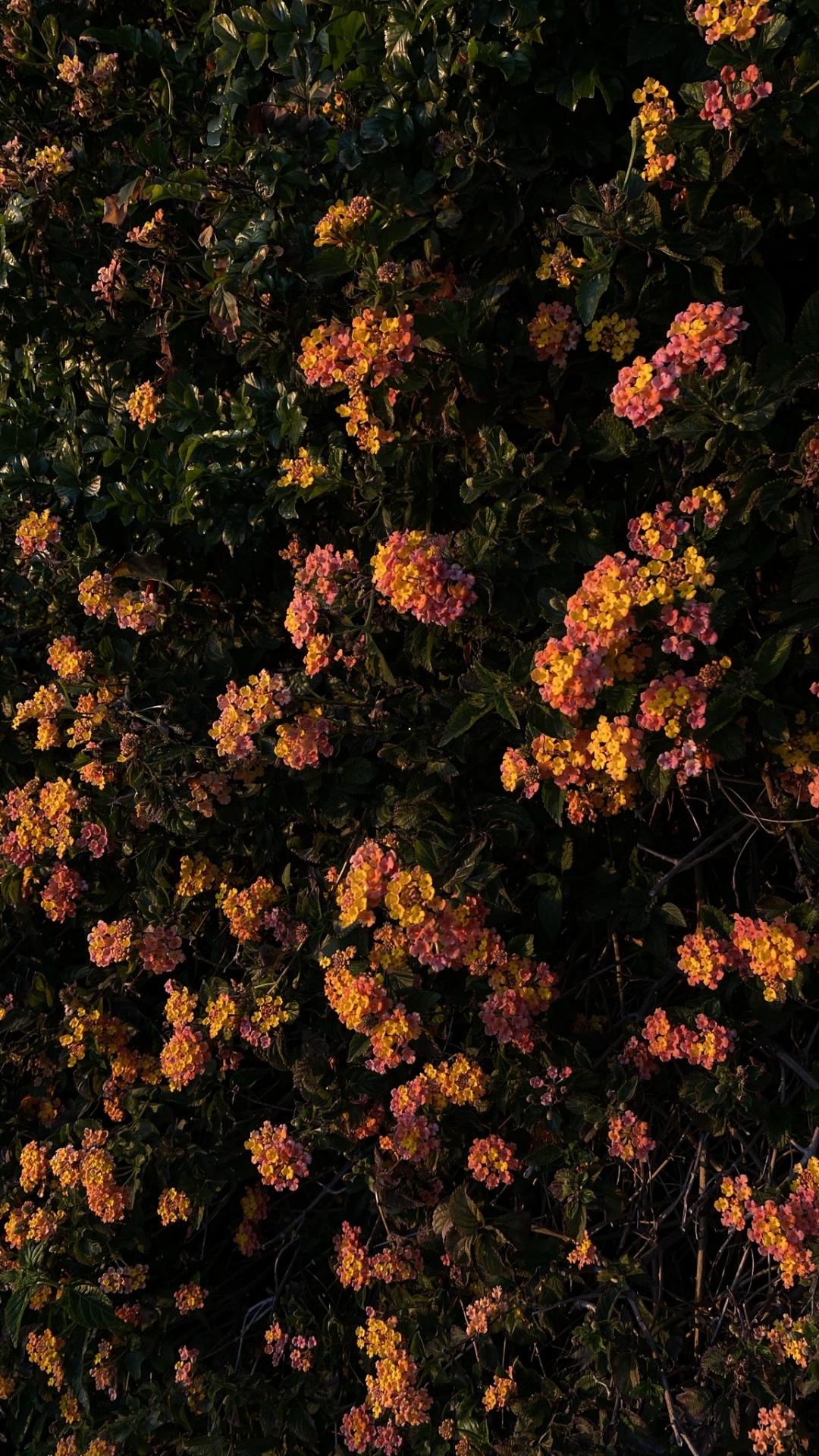 la Floraison de la Plante, Biologie, Physique, Sciences, Couvre-sol. Wallpaper in 1080x1920 Resolution