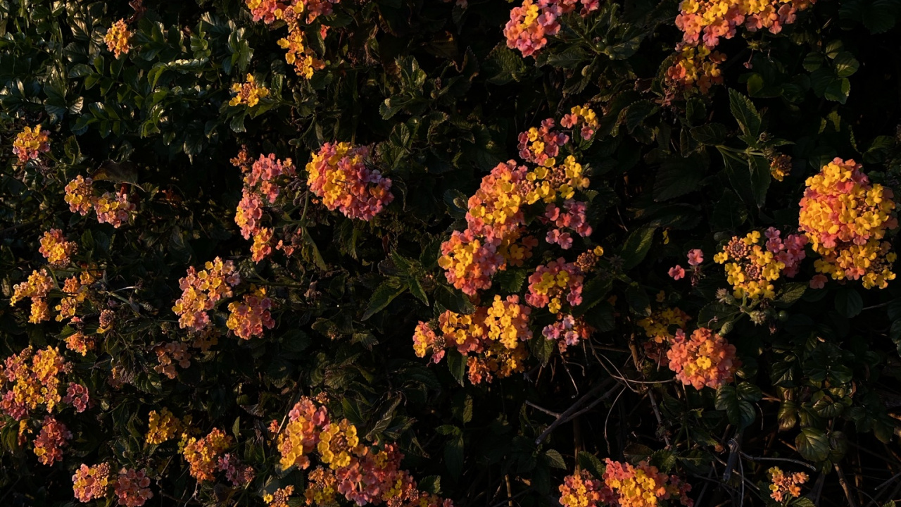 la Floraison de la Plante, Biologie, Physique, Sciences, Couvre-sol. Wallpaper in 1280x720 Resolution