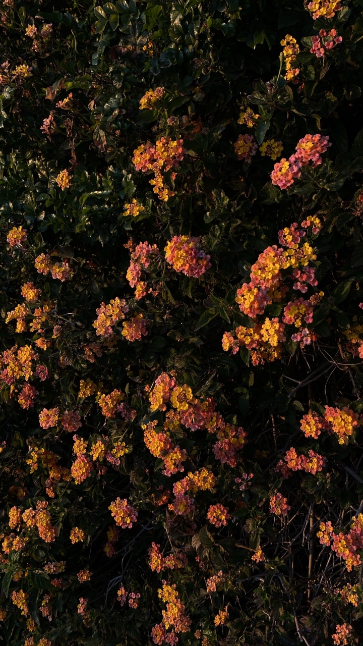 显花植物, 生物学, 物理学, 科学, 草 壁纸 720x1280 允许