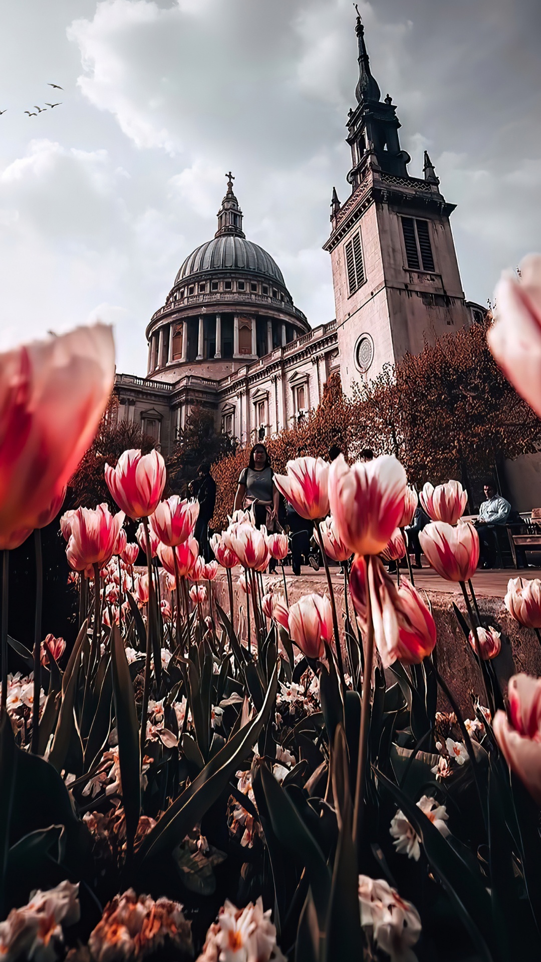 St Pauls Cathedral, Tower of st Elsyng Spital, Flower, Plant, World. Wallpaper in 1080x1920 Resolution