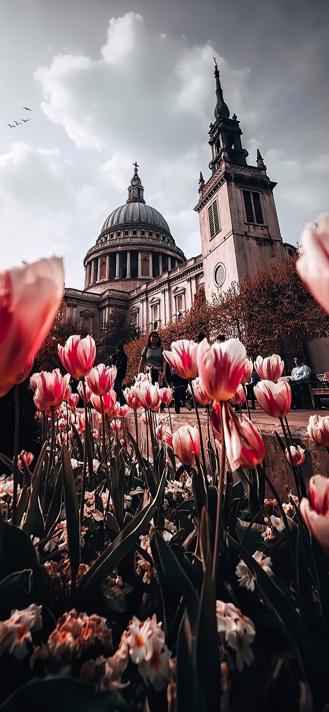 St Pauls Cathedral, Tower of st Elsyng Spital, Flower, Plant, World. Wallpaper in 1125x2436 Resolution