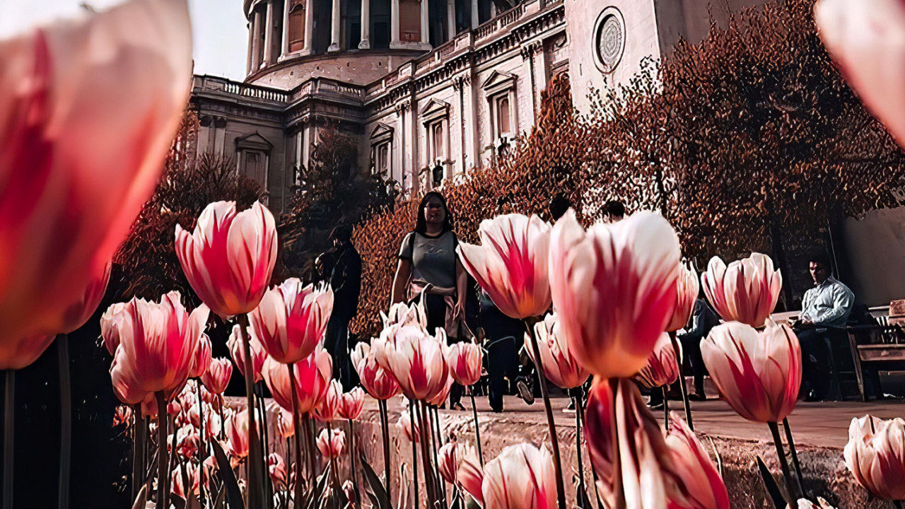 St Pauls Cathedral, Tower of st Elsyng Spital, Flower, Plant, World. Wallpaper in 1280x720 Resolution