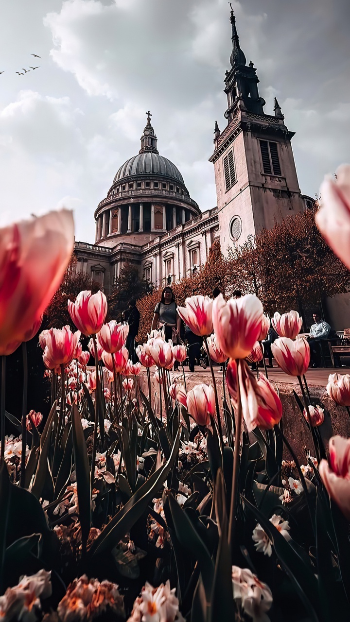 St Pauls Cathedral, Tower of st Elsyng Spital, Flower, Plant, World. Wallpaper in 720x1280 Resolution