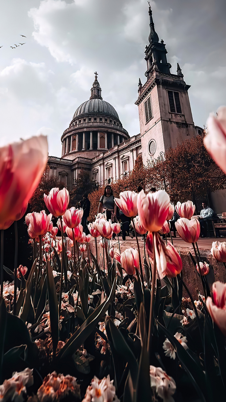 St Pauls Cathedral, Tower of st Elsyng Spital, Flower, Plant, World. Wallpaper in 750x1334 Resolution
