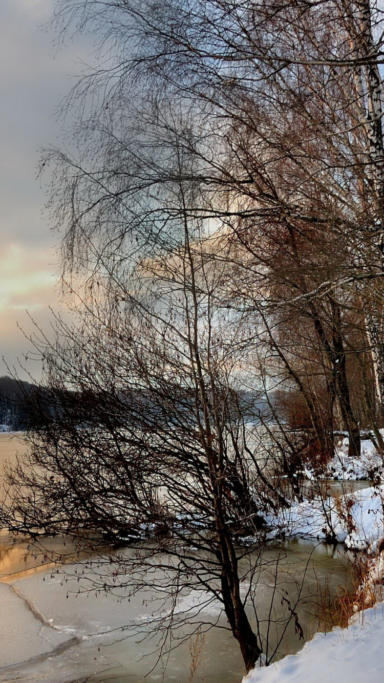 Leafless Trees on Snow Covered Ground During Daytime. Wallpaper in 750x1334 Resolution