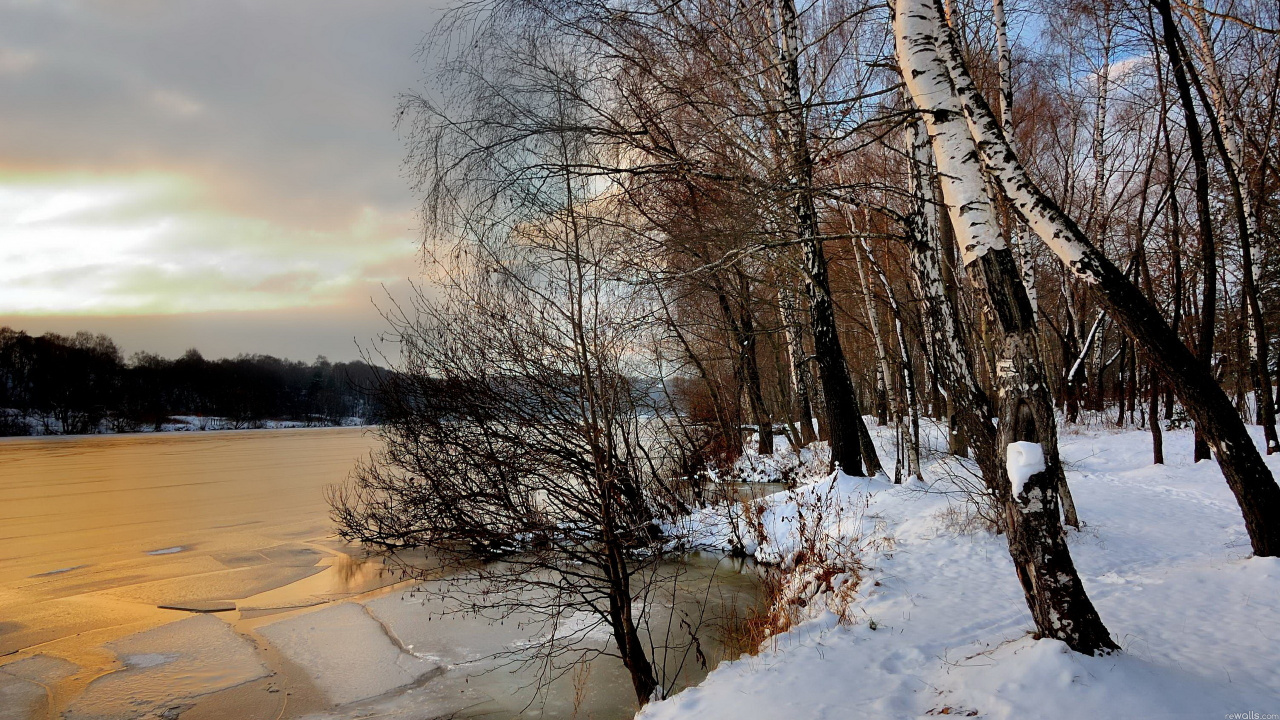 Kahlen Bäume Auf Schneebedecktem Boden Tagsüber. Wallpaper in 1280x720 Resolution