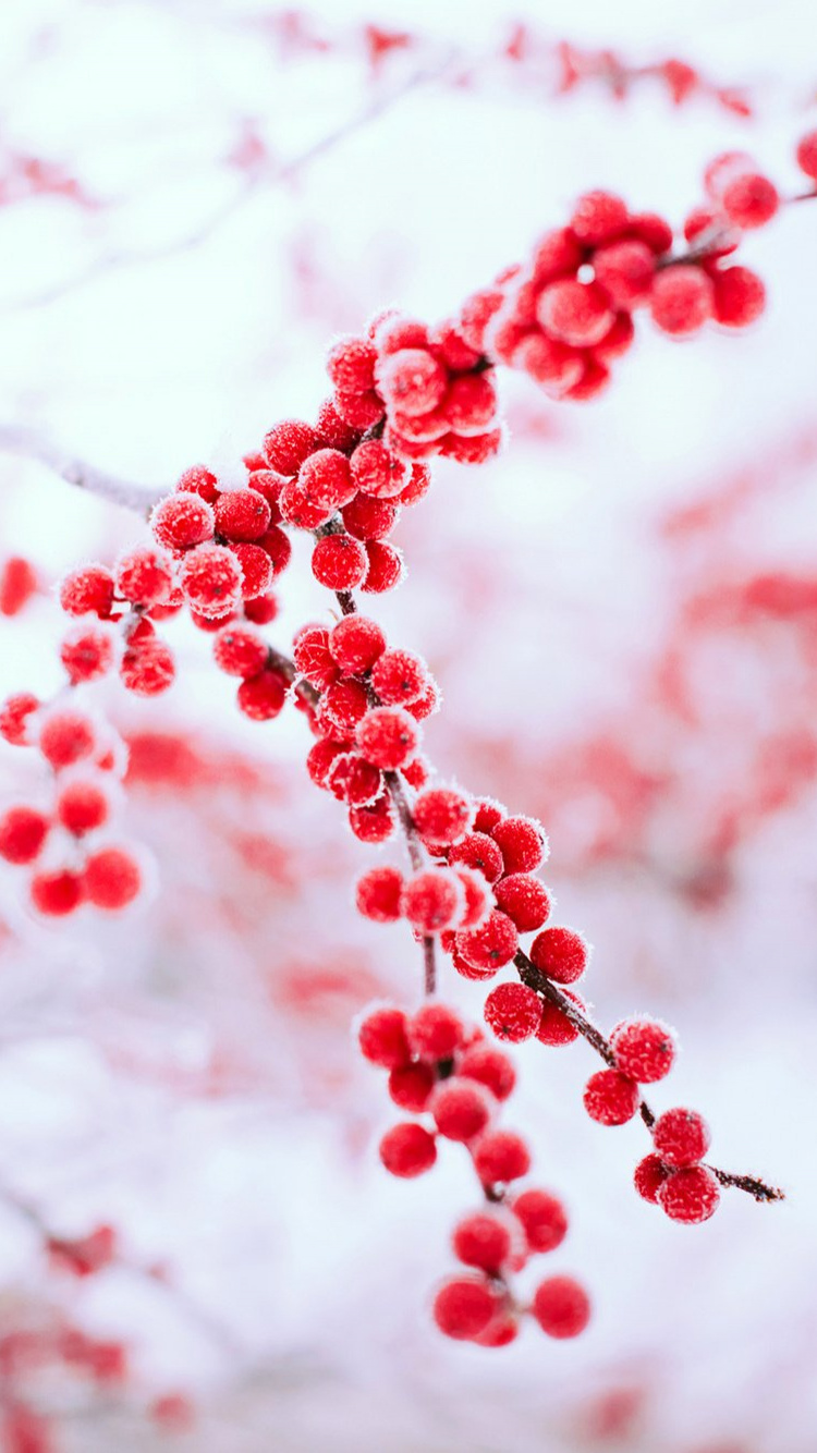 冬天, 红色的, 冻结, 颜色, 浆果 壁纸 750x1334 允许