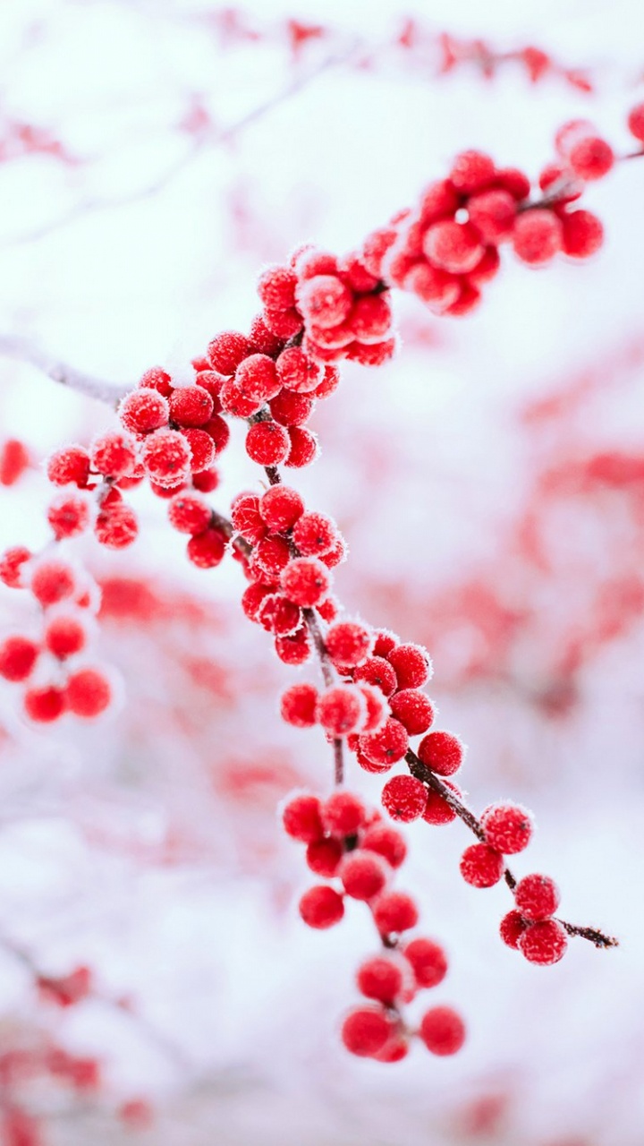 Rote Runde Früchte Auf Weißem Schnee. Wallpaper in 720x1280 Resolution