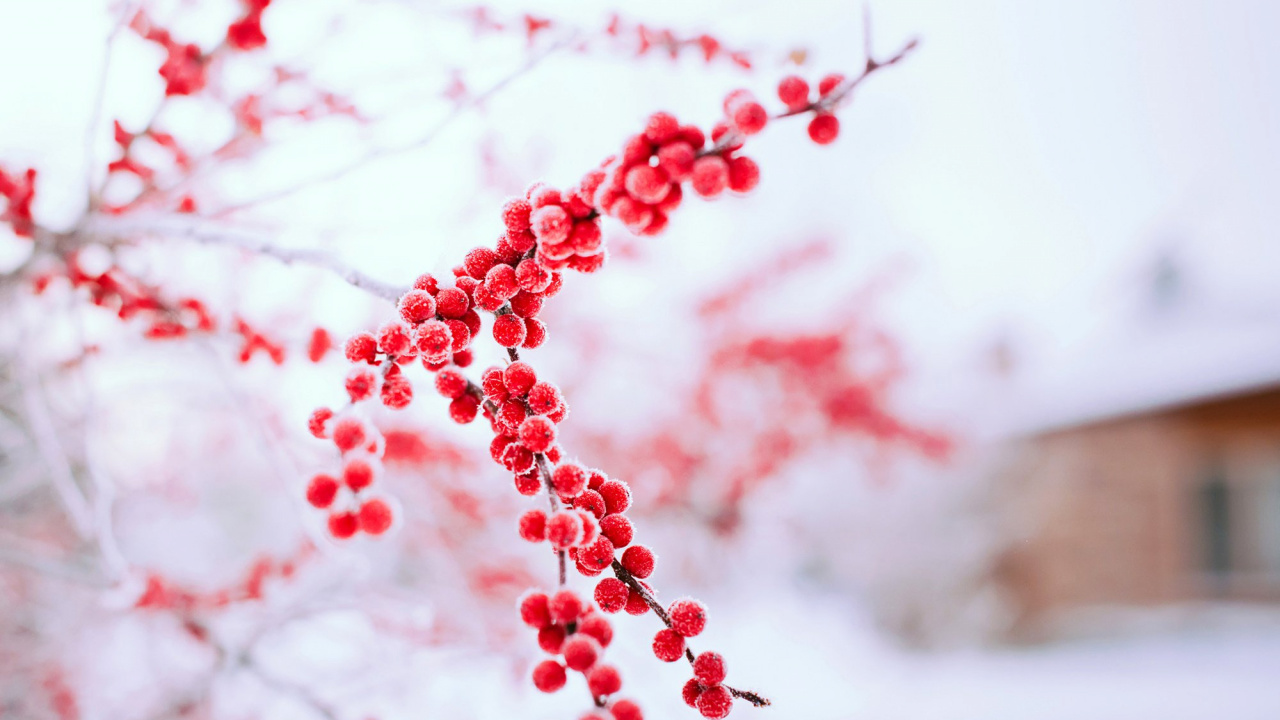 Red Round Fruits on White Snow. Wallpaper in 1280x720 Resolution