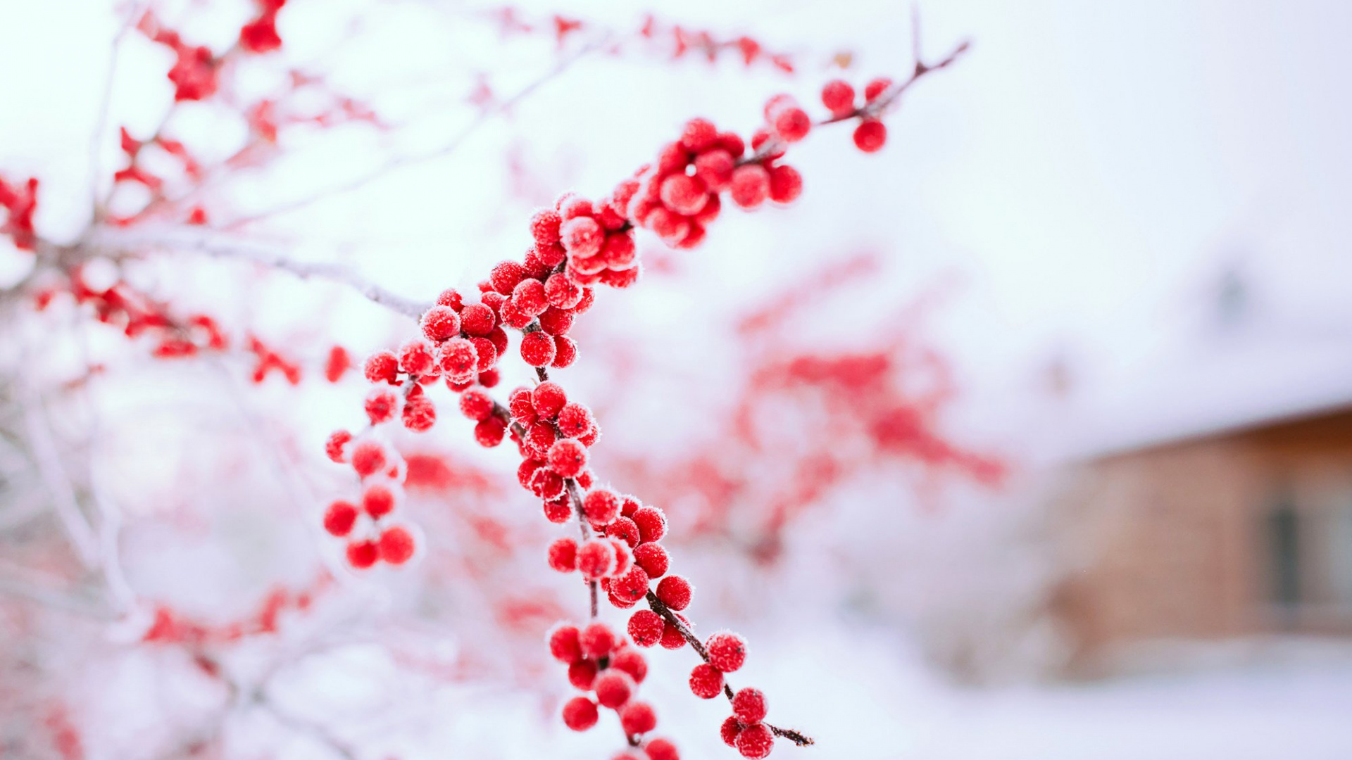 Red Round Fruits on White Snow. Wallpaper in 1920x1080 Resolution