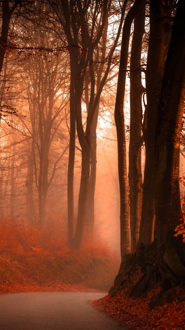 Brown Trees on Forest During Daytime. Wallpaper in 720x1280 Resolution