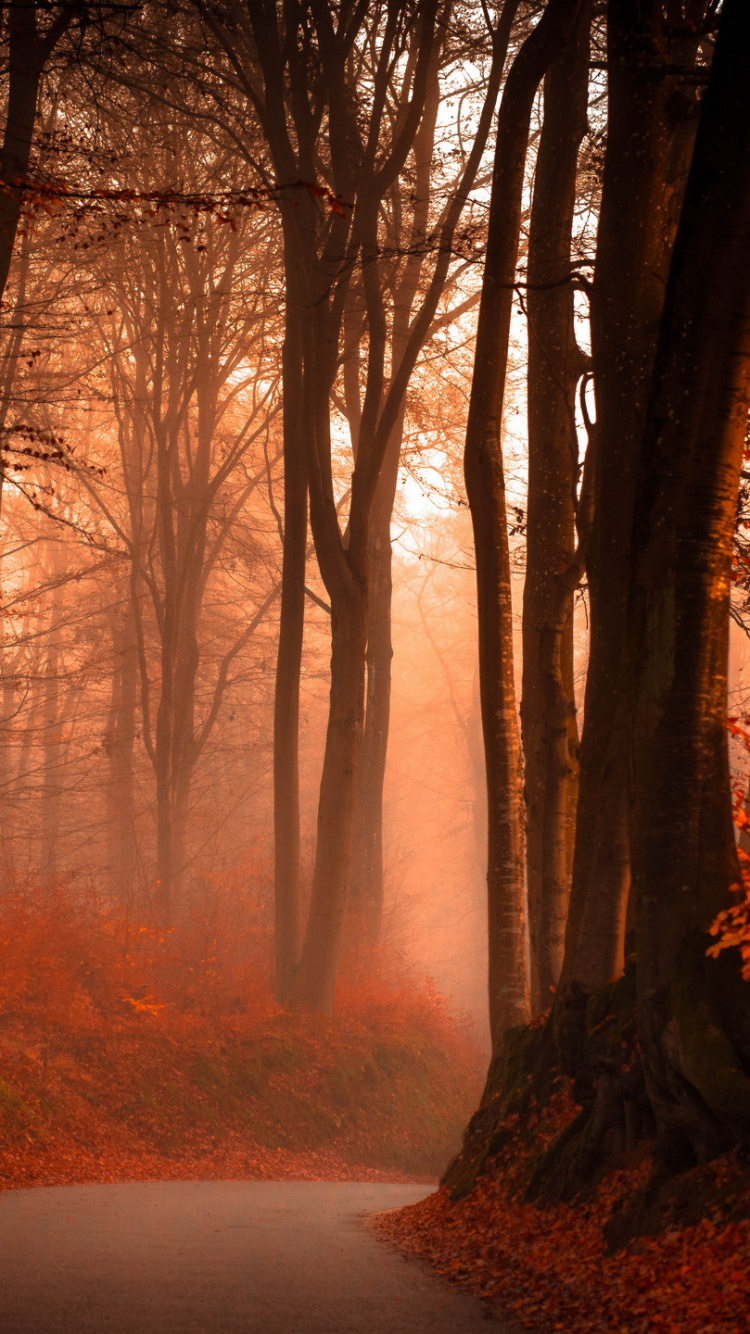 Brown Trees on Forest During Daytime. Wallpaper in 750x1334 Resolution