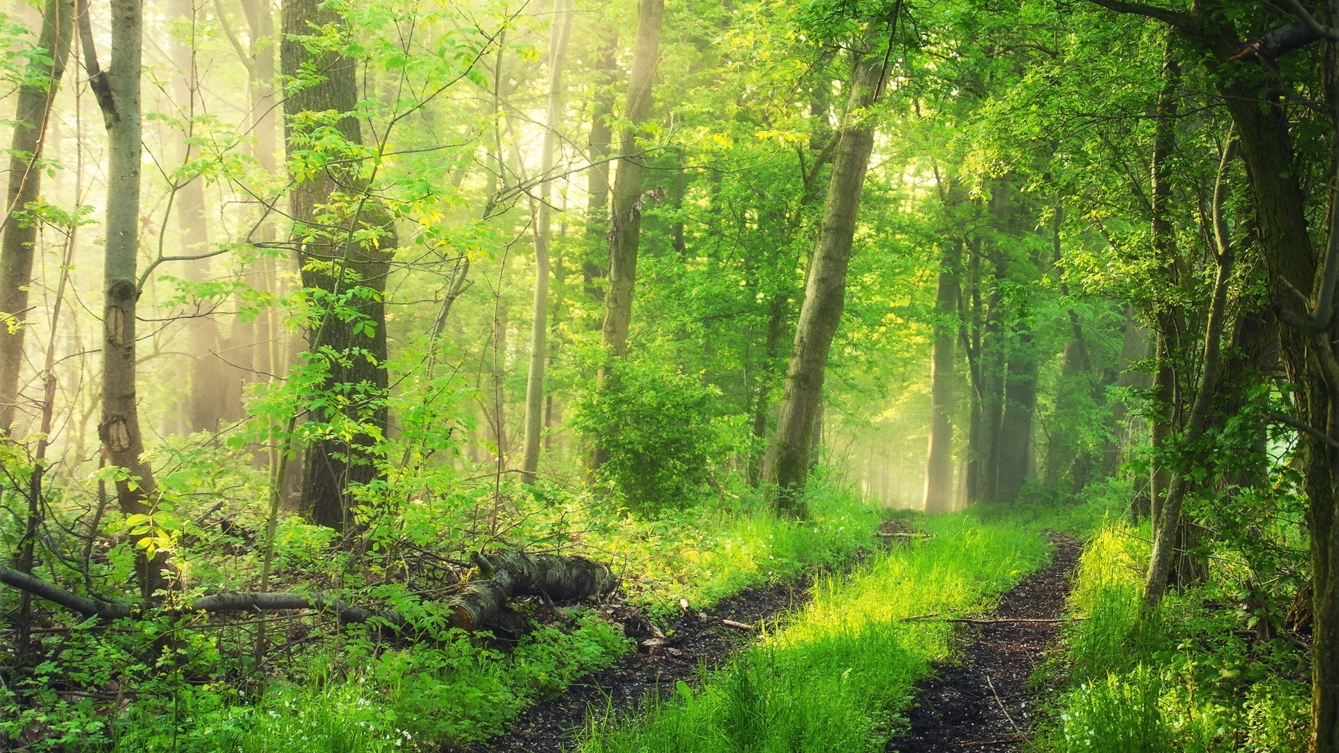 Herbe Verte et Arbres Pendant la Journée. Wallpaper in 1920x1080 Resolution