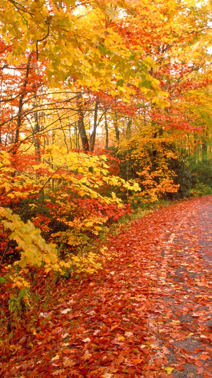 Tagsüber Braune Und Grüne Bäume Neben Der Straße. Wallpaper in 720x1280 Resolution