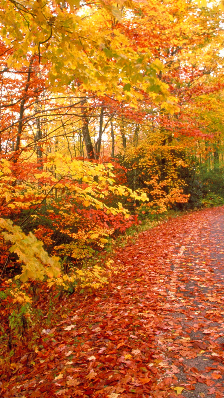 秋天的叶的颜色, 性质, 落叶, 森林, 林地 壁纸 750x1334 允许