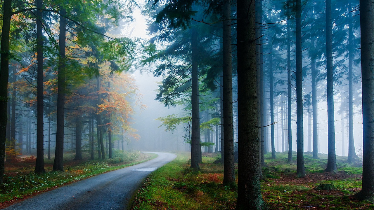 Graue Straße Zwischen Grünen Bäumen Tagsüber. Wallpaper in 1280x720 Resolution