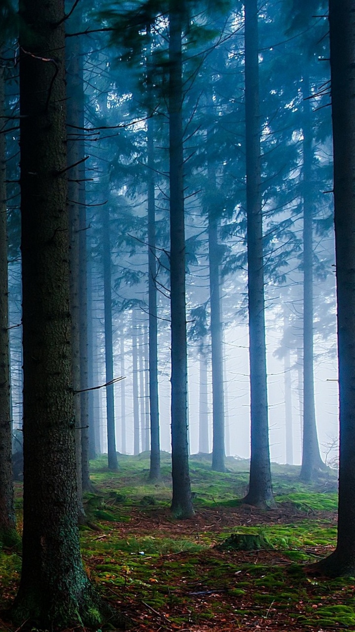 Route Grise Entre Les Arbres Verts Pendant la Journée. Wallpaper in 720x1280 Resolution
