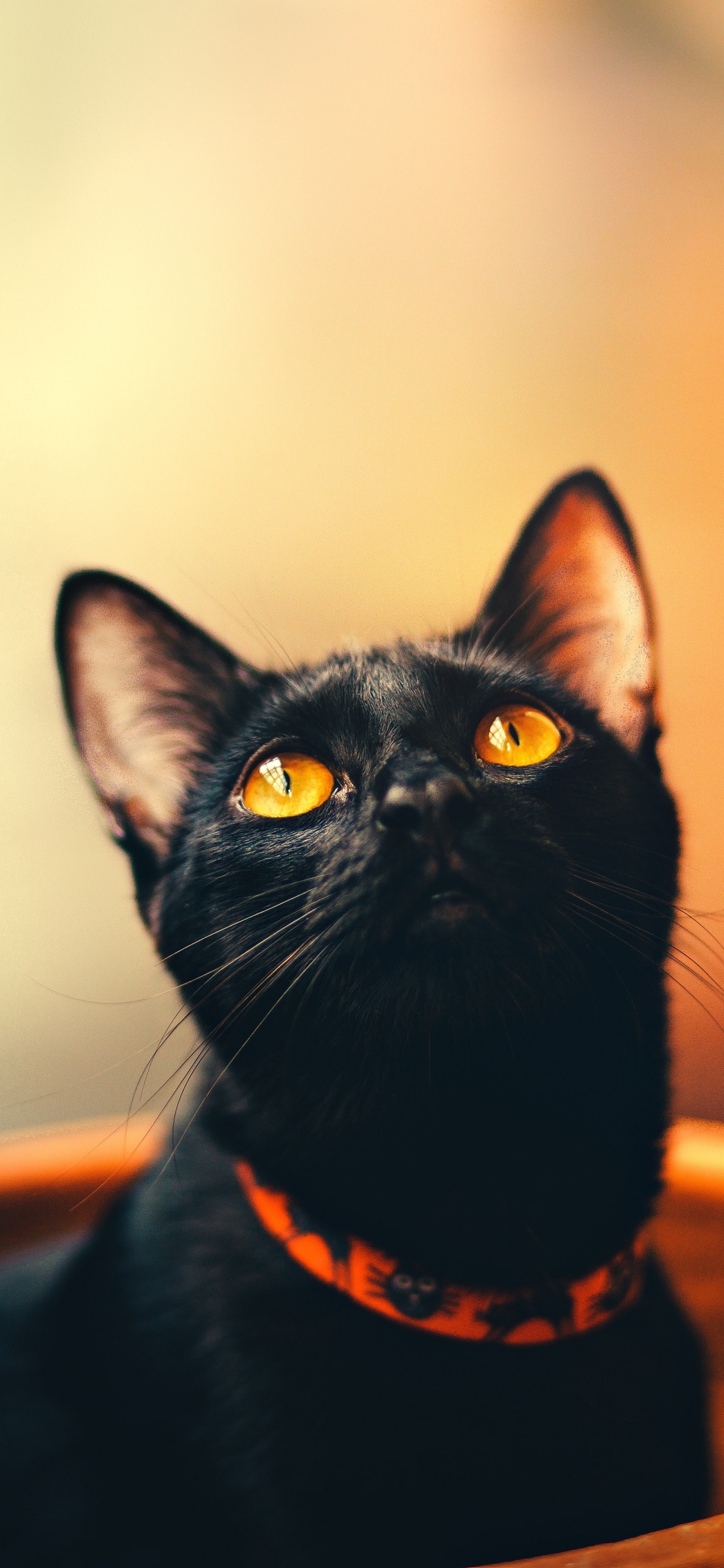 Chat Noir Dans un Conteneur Rond Marron. Wallpaper in 1125x2436 Resolution