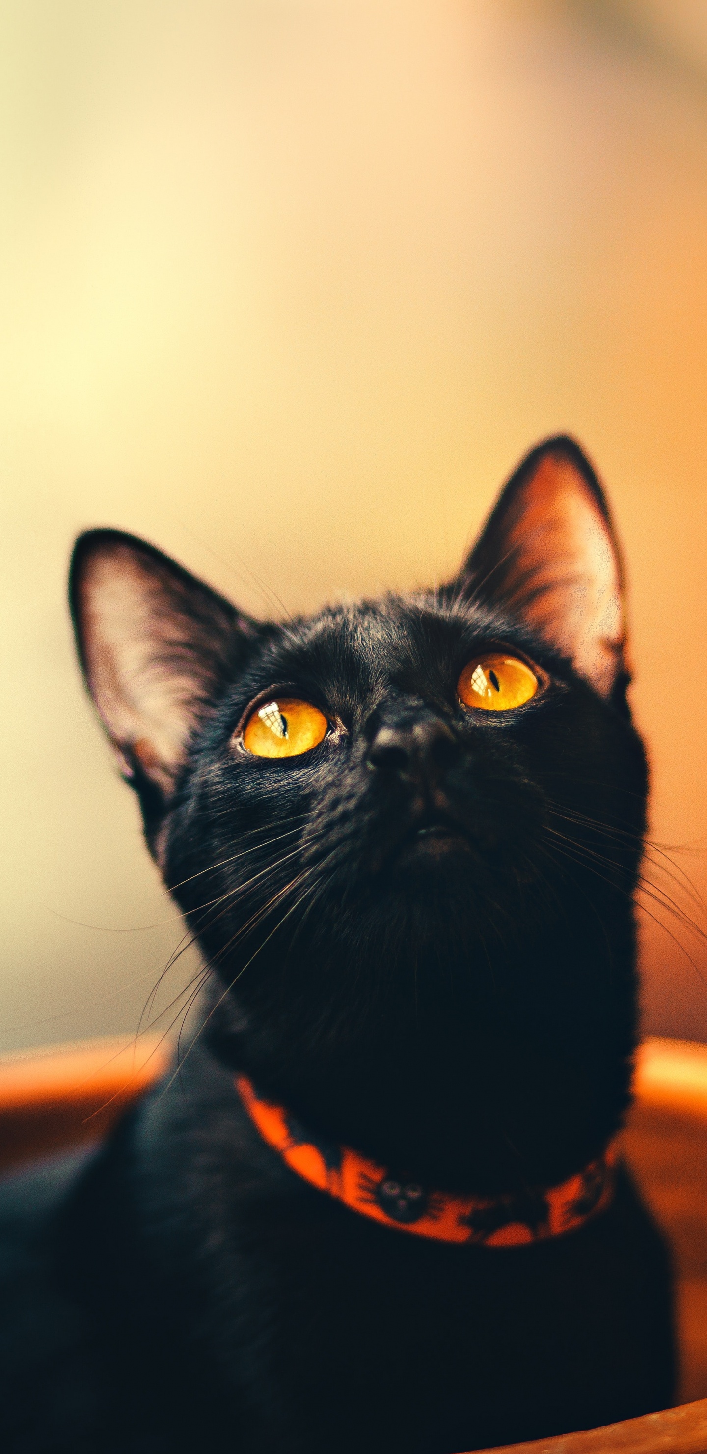 Black Cat in Brown Round Container. Wallpaper in 1440x2960 Resolution