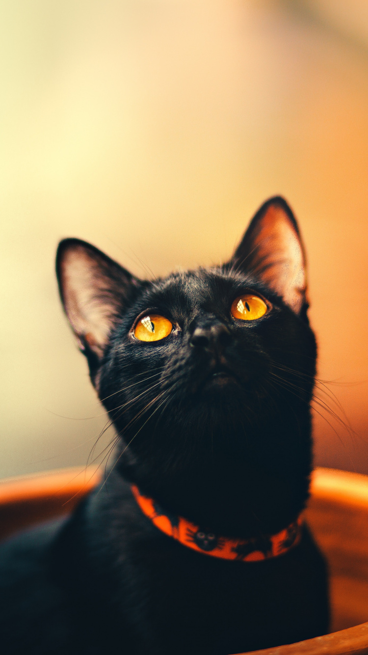 Download 750x1334 Wallpaper Black Cat in Brown Round Container Black Cat in Brown Round Container. Wallpaper in 750x1334 Resolution