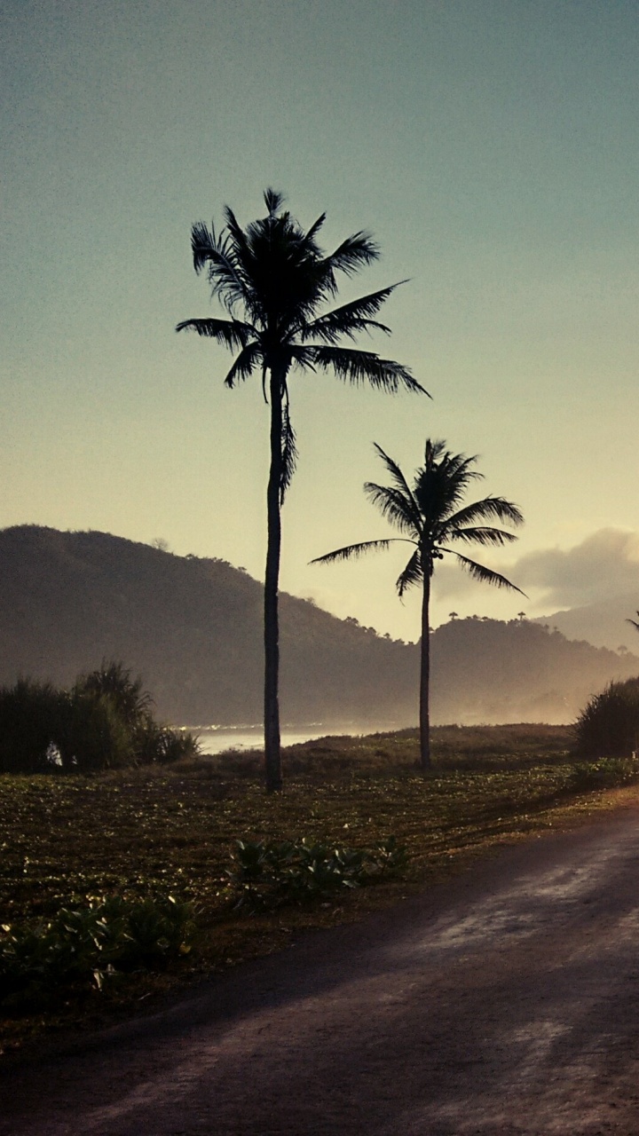Green Coconut Trees Under Blue Sky During Daytime. Wallpaper in 720x1280 Resolution