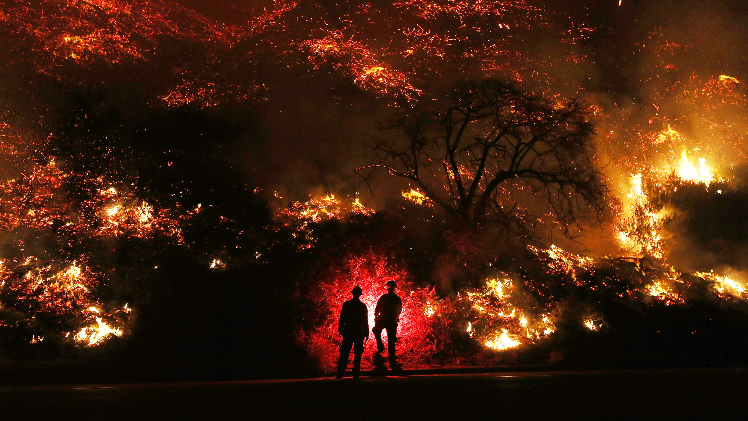 Silhouette de 2 Personnes Debout Près Des Arbres Pendant la Nuit. Wallpaper in 2560x1440 Resolution