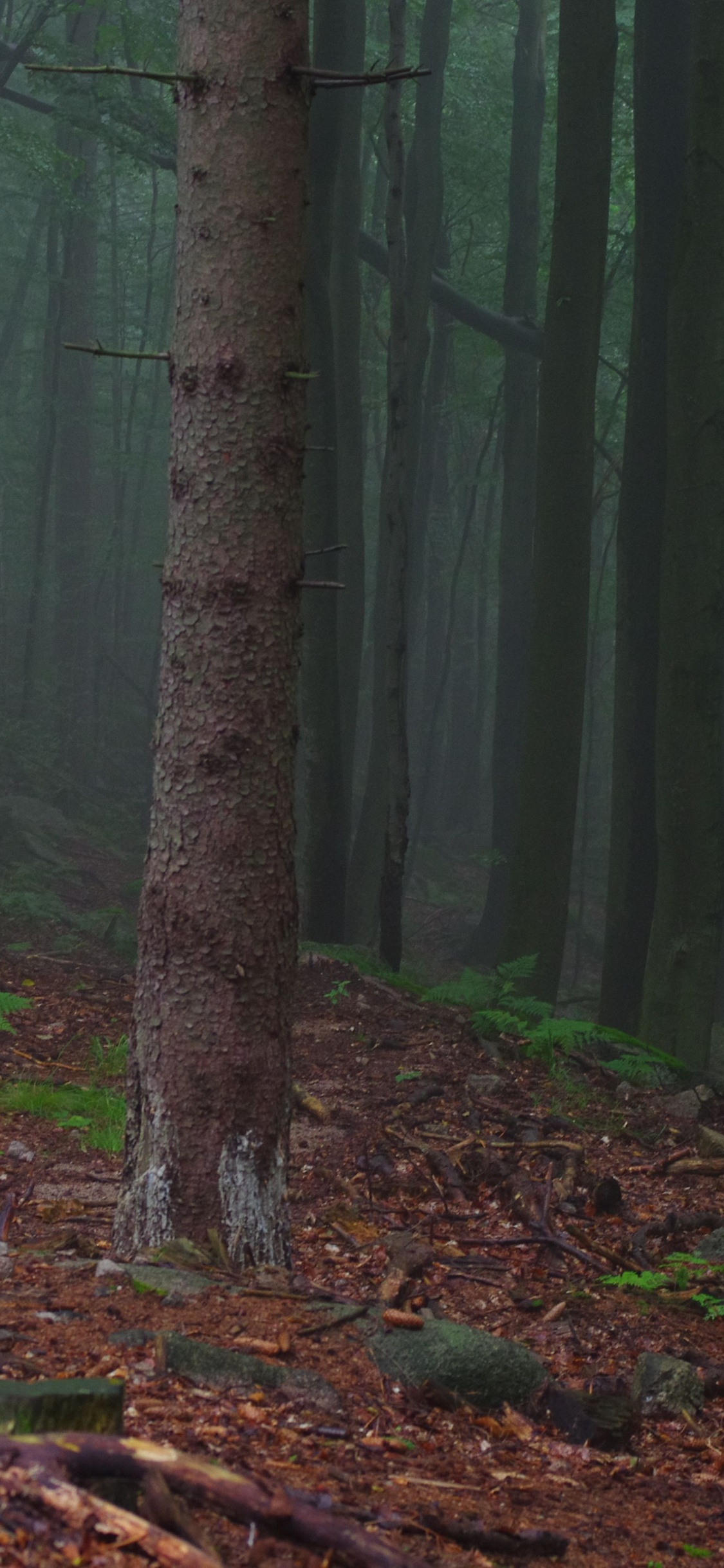 Green Trees on Forest During Daytime. Wallpaper in 1125x2436 Resolution