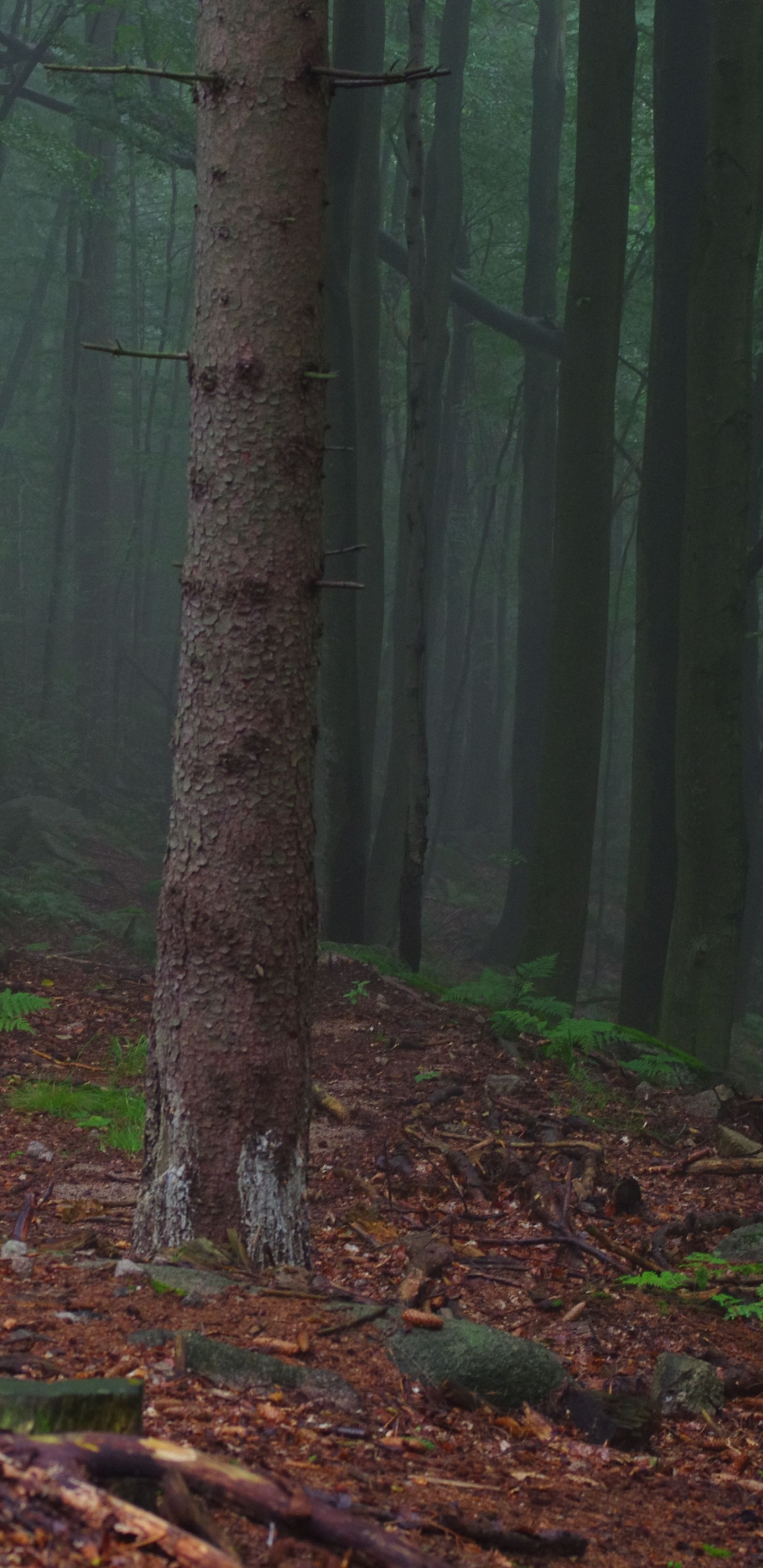 Green Trees on Forest During Daytime. Wallpaper in 1440x2960 Resolution
