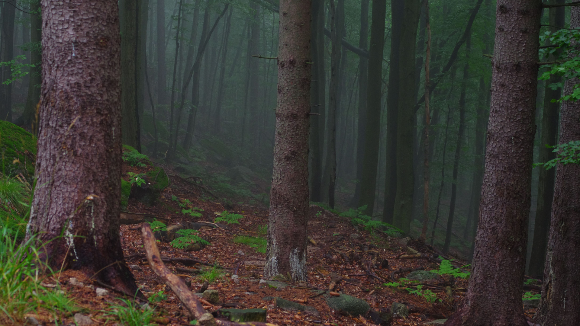 Green Trees on Forest During Daytime. Wallpaper in 1920x1080 Resolution