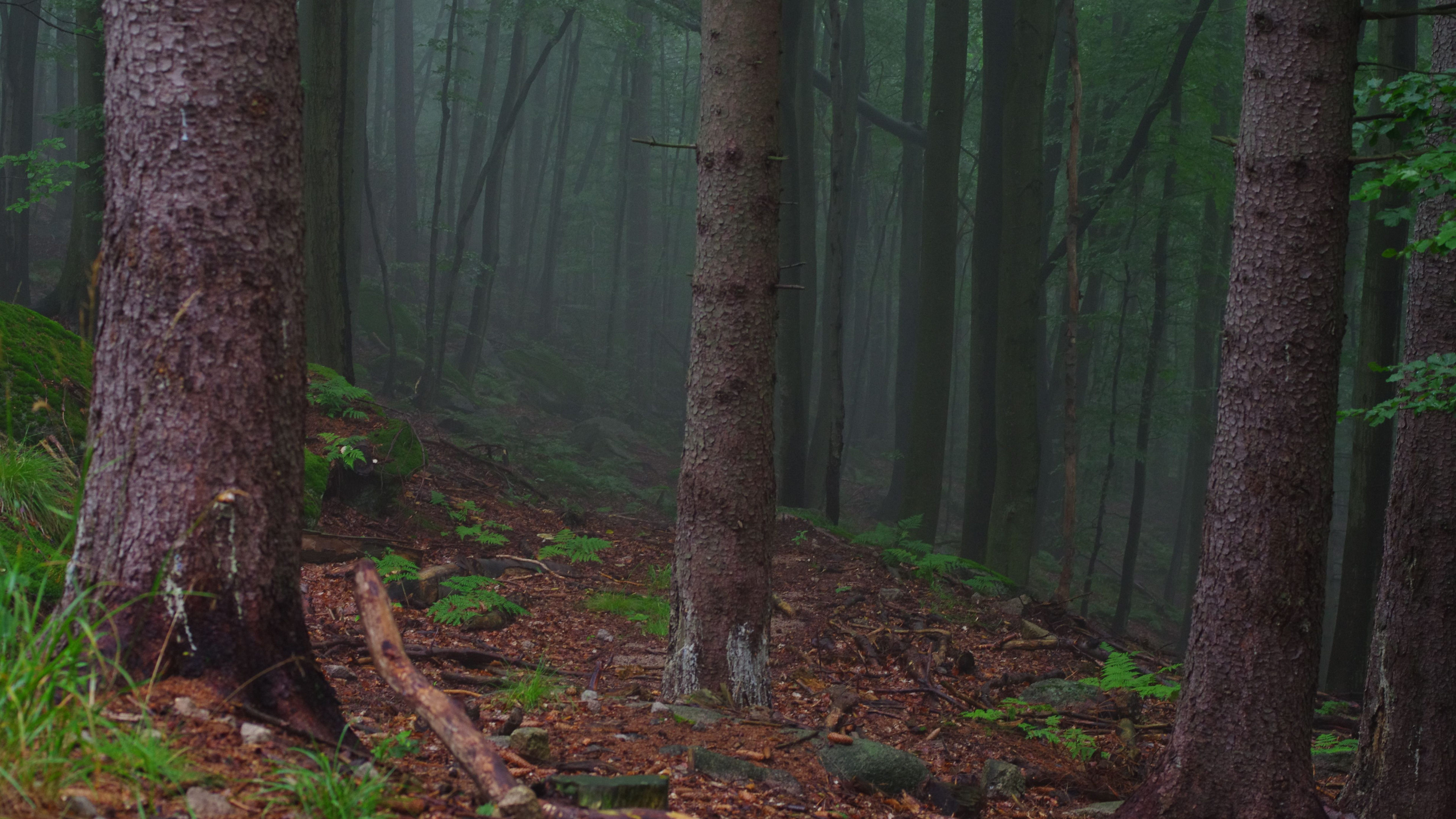 Green Trees on Forest During Daytime. Wallpaper in 3840x2160 Resolution