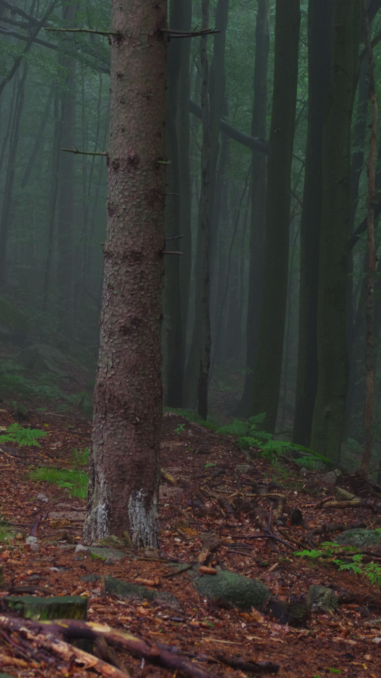 Green Trees on Forest During Daytime. Wallpaper in 750x1334 Resolution