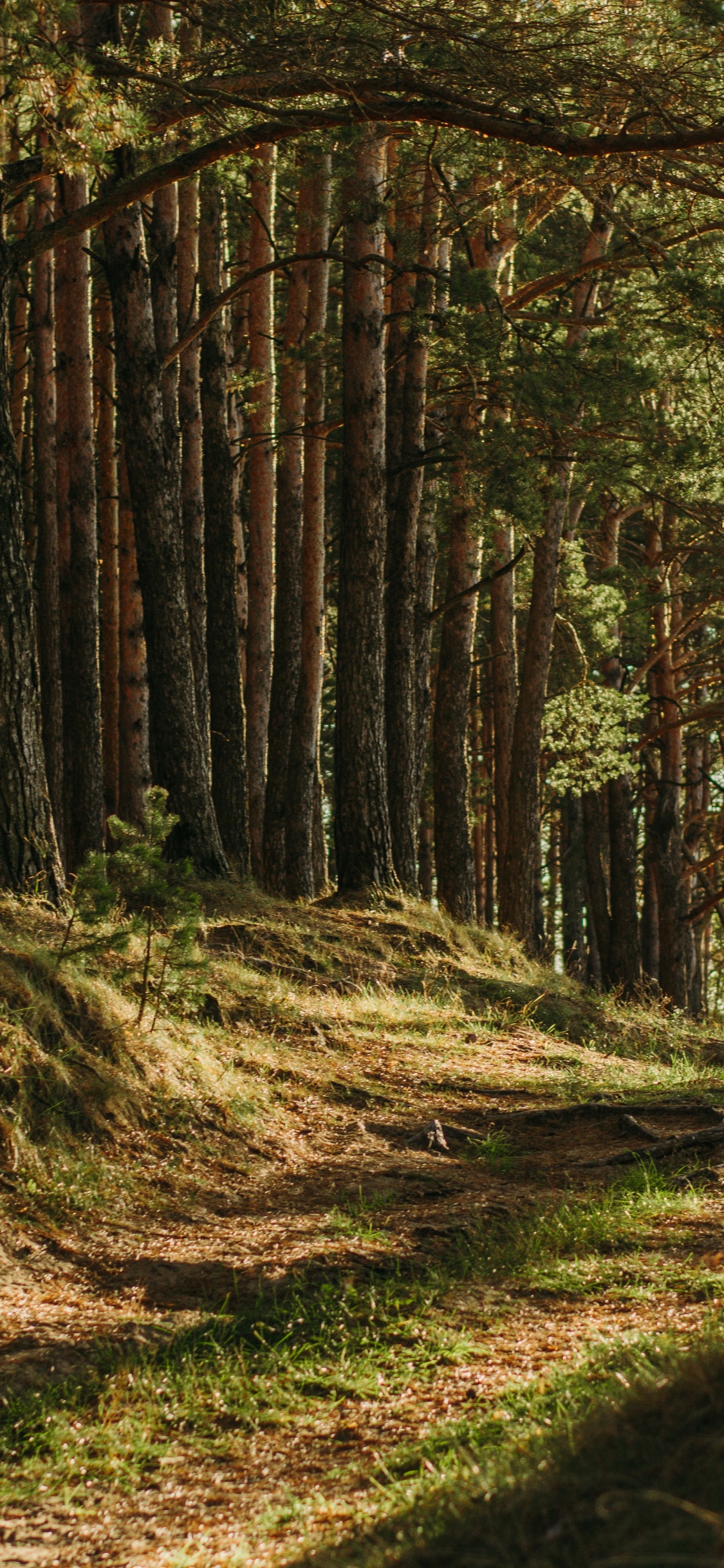 Brown, Pflanzen-Gemeinschaft, Naturlandschaft, Holz, Baum. Wallpaper in 1125x2436 Resolution