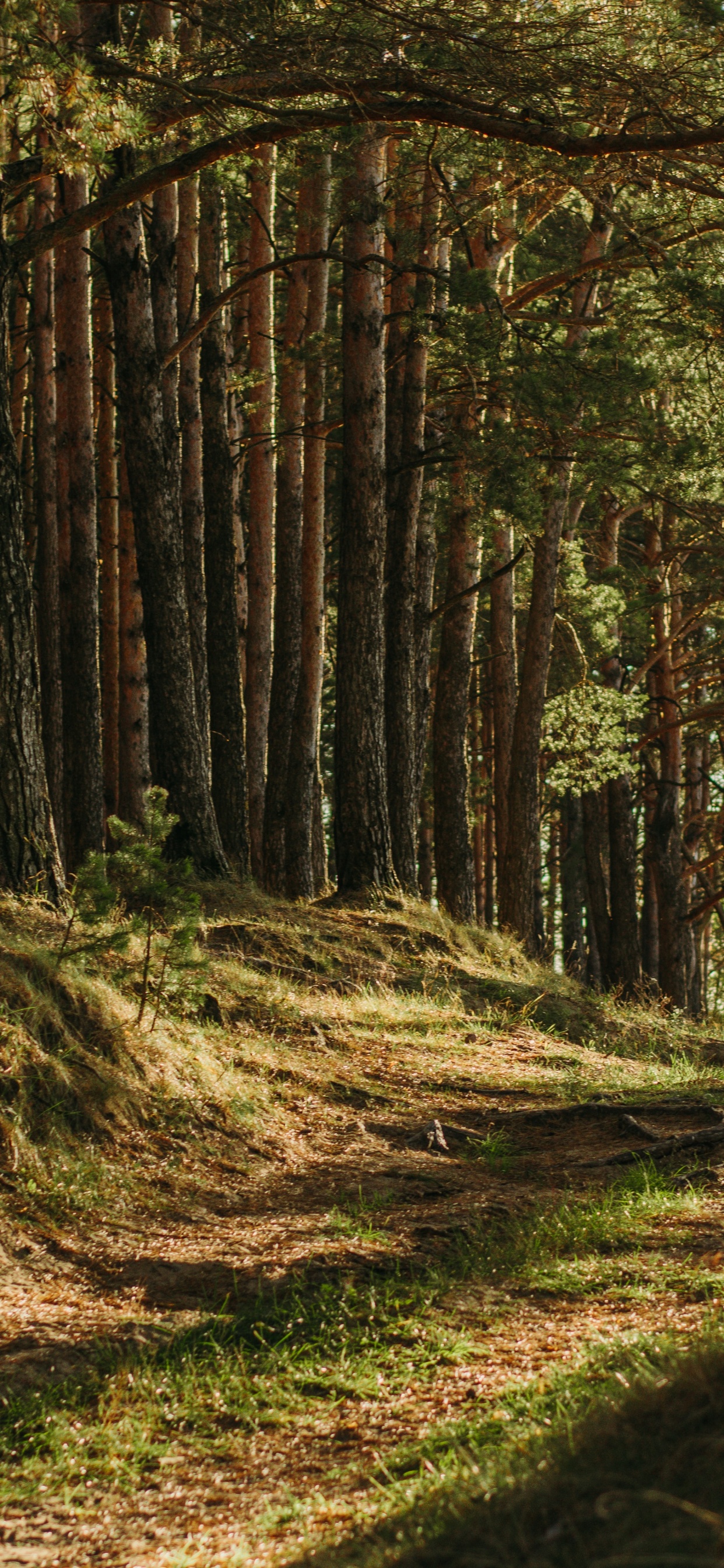 Brown, Pflanzen-Gemeinschaft, Naturlandschaft, Holz, Baum. Wallpaper in 1242x2688 Resolution
